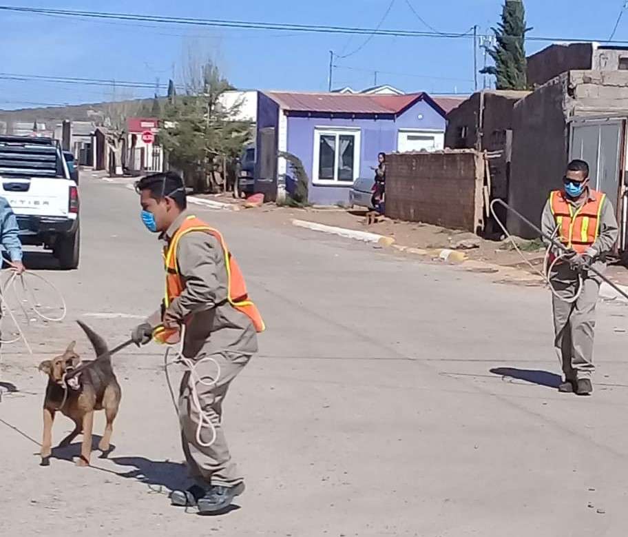 Aseguran tres perros bravos en cuauhtémoc