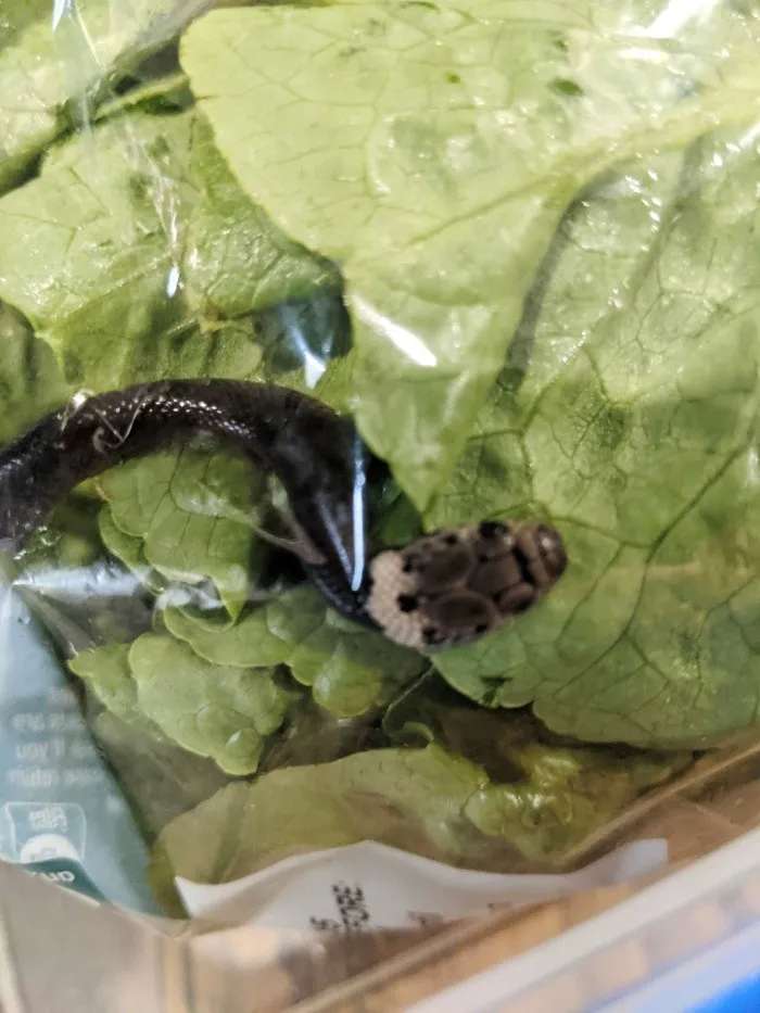 Encuentran una serpiente en una lechuga en australia