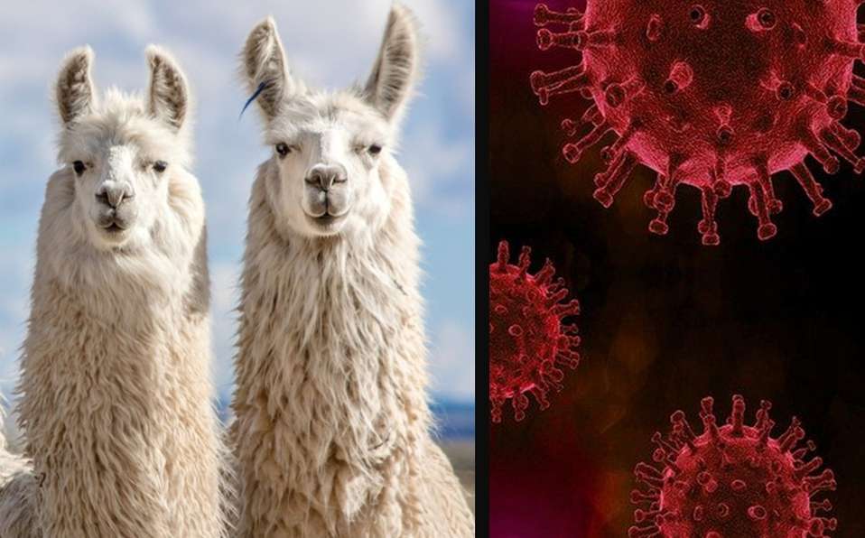 Descubren que anticuerpo en alpacas podría combatir variantes del covid