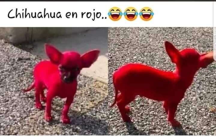 Chihuahua en rojo