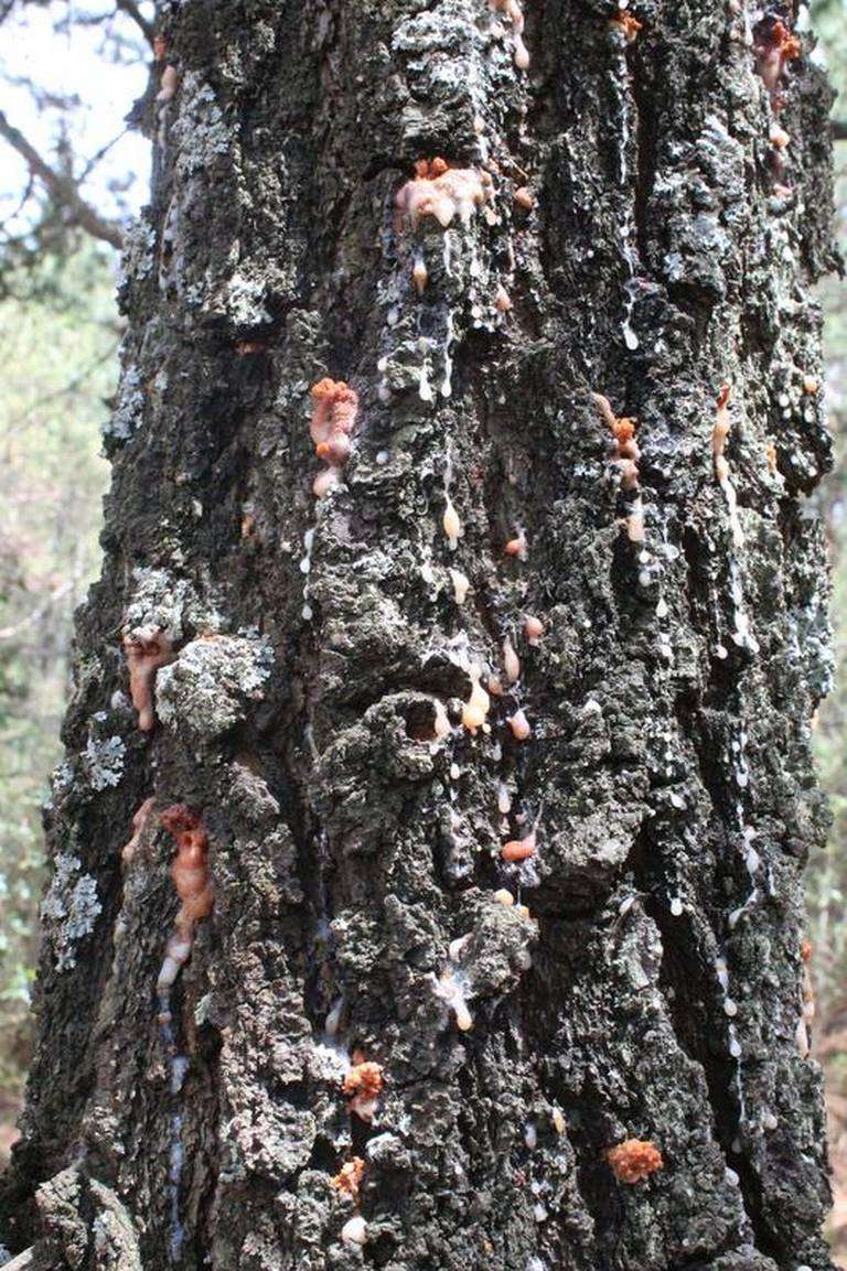 Reportan plaga de gusano barrenador en árboles de michoacán

