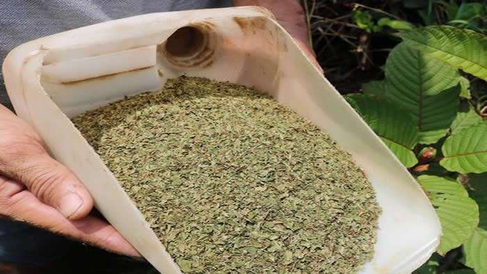 Legaliza tailandia el kratom; droga que preocupa a eu
