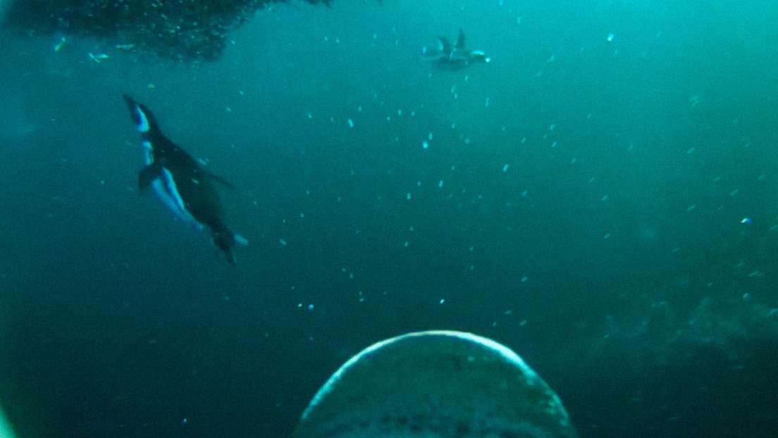 Video: Colocan cámara a pingüino y capta cómo se alimenta