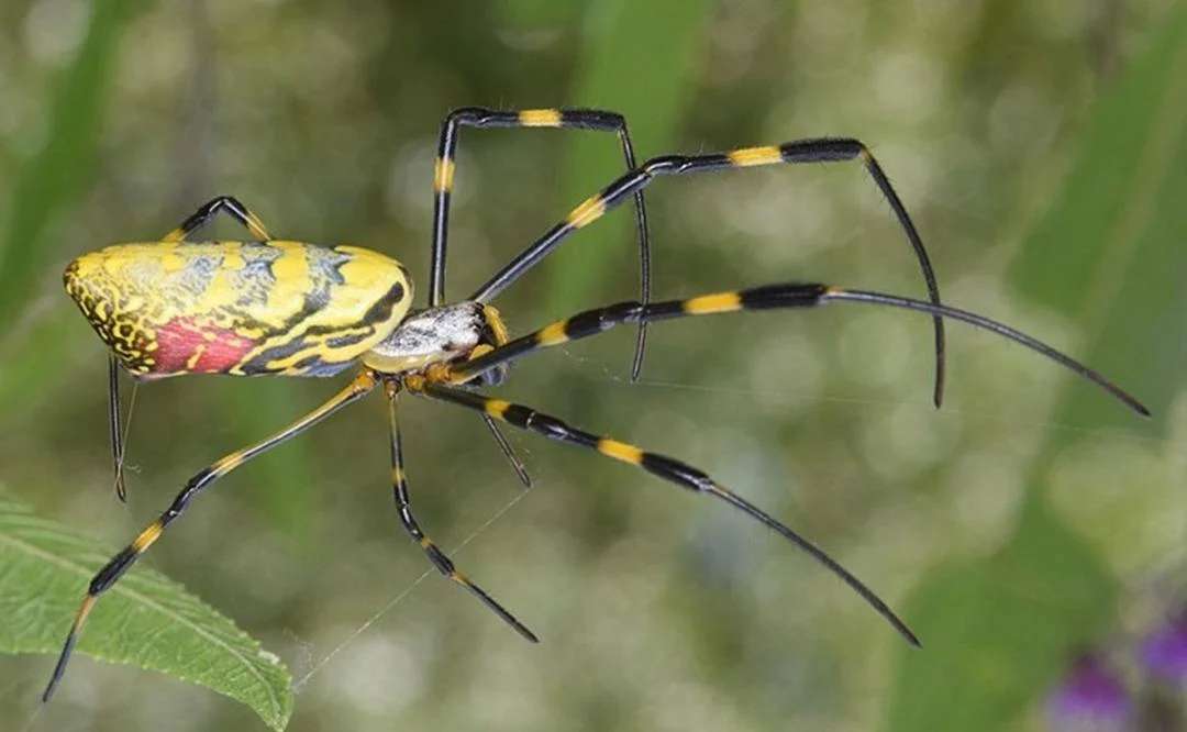 Alerta se propaga araña paracaidista venenosa en costas de eu