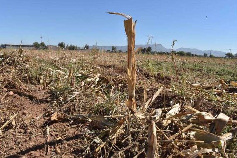 Preocupa falta de agua, agricultores y ganaderos en ojinaga