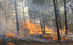 Continúan 11 incendios forestales activos en la entidad
