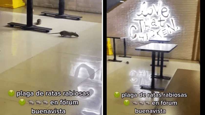 Vídeo: captan plaga de ratas en restaurante de cdmx