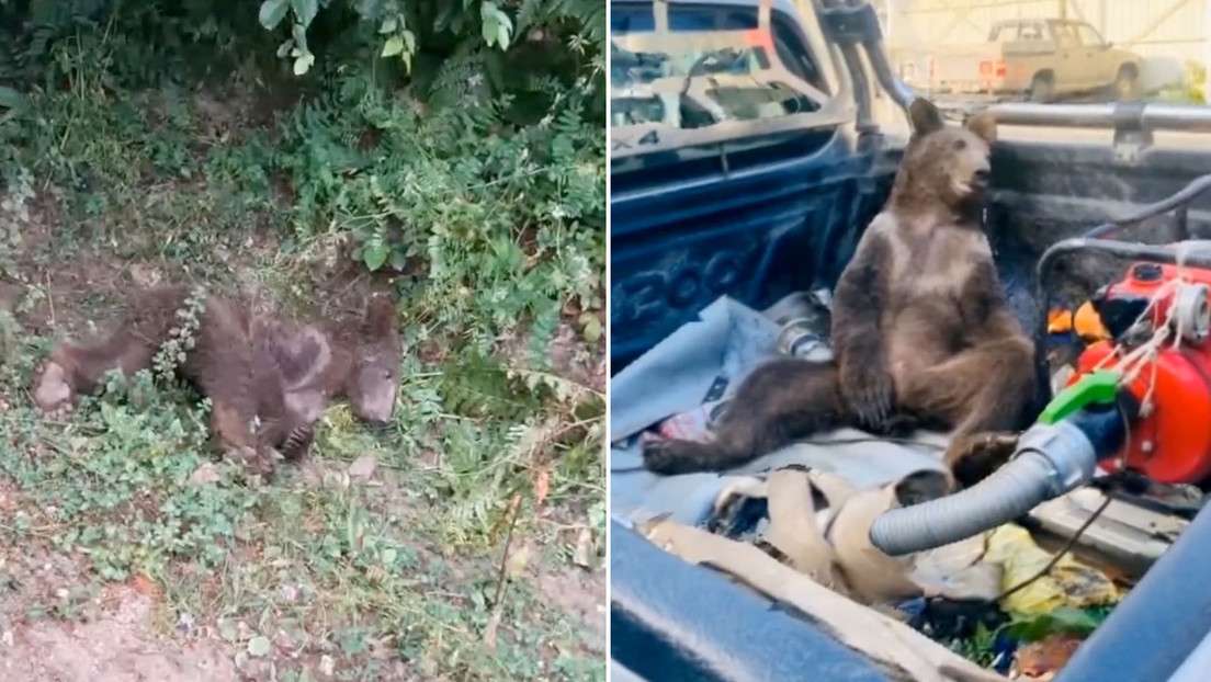 Rescatan a osezna que sufría alucinaciones tras comer miel loca