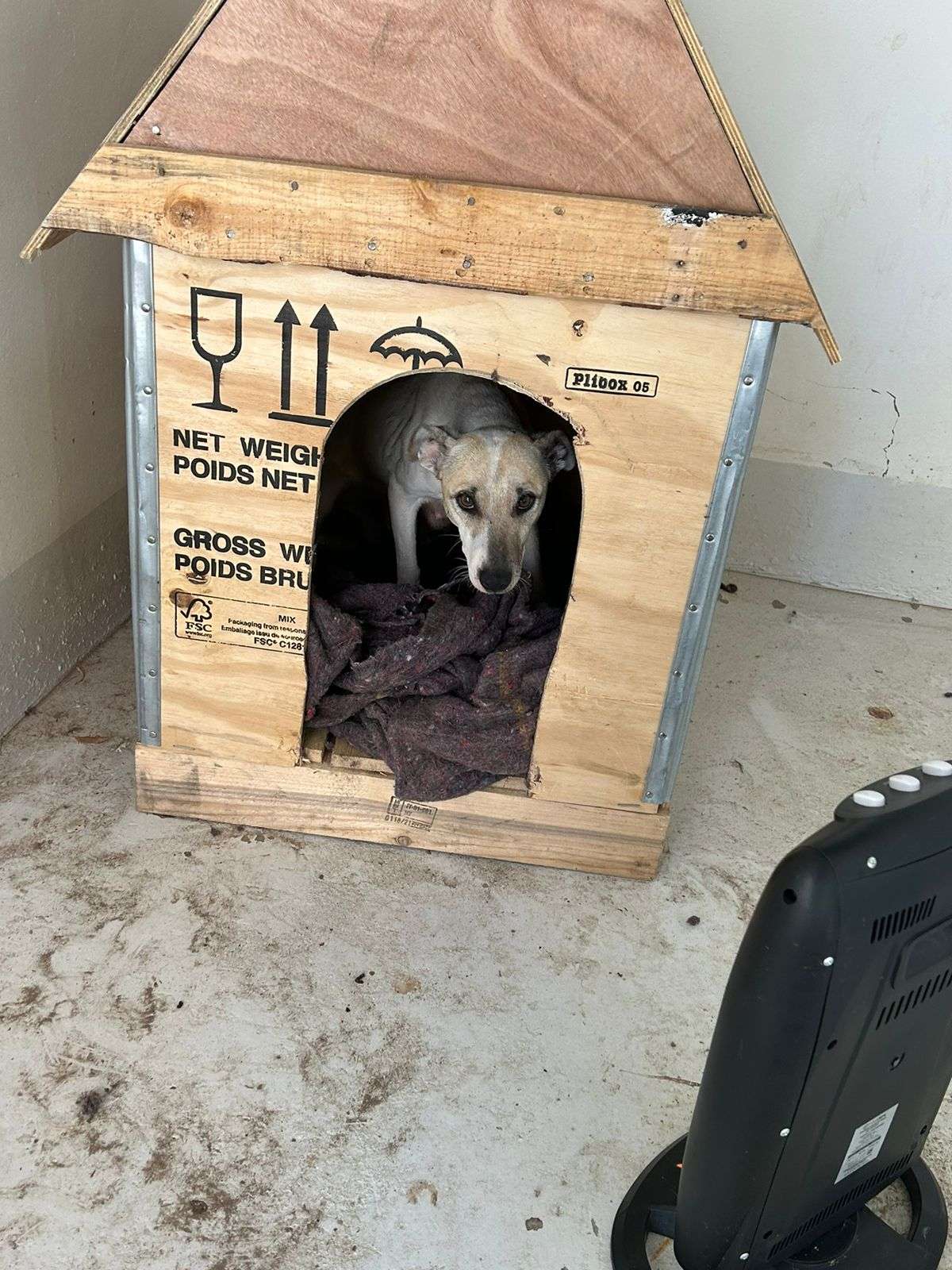 Exhortan a proteger mascotas de las bajas temperaturas
