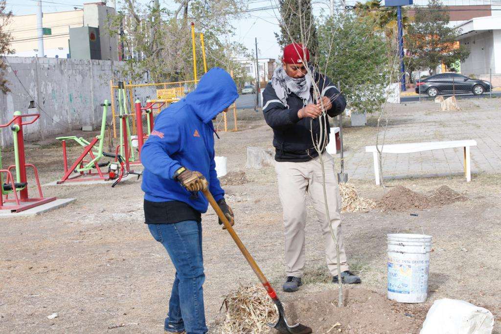 Servicios Públicos reforesta con fresnos parque de colonia Burócrata