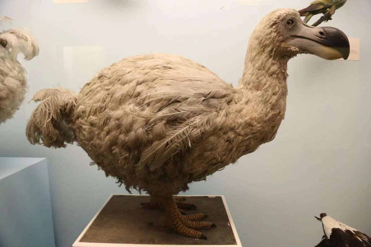 Descubren científicos que el pájaro Dodo era en realidad muy poderoso