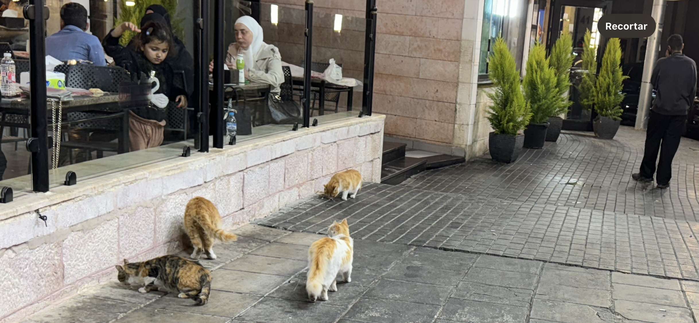 Muchos gatos