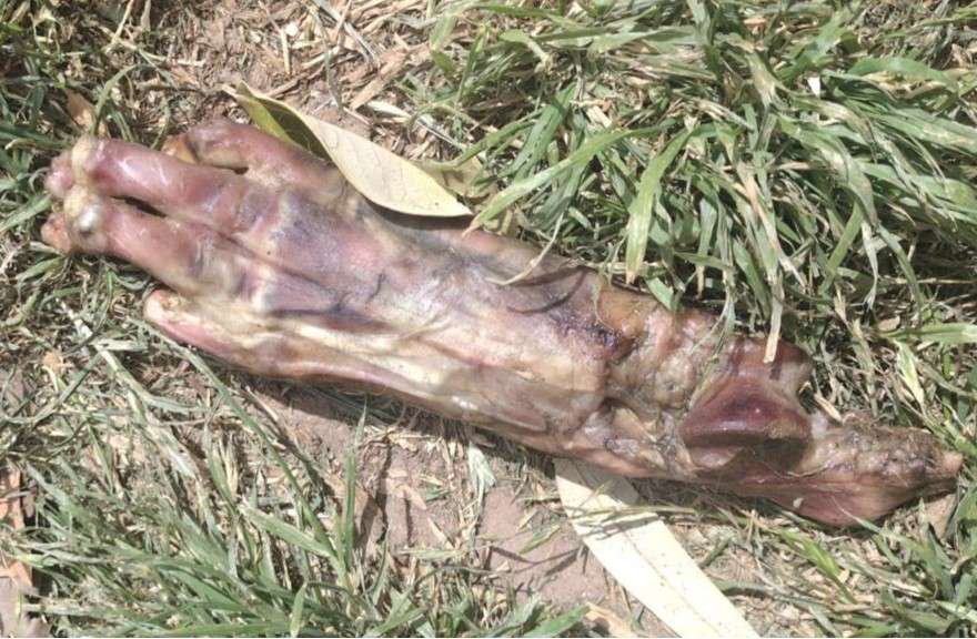 Hallan tres manos humanas en la colonia Dublán