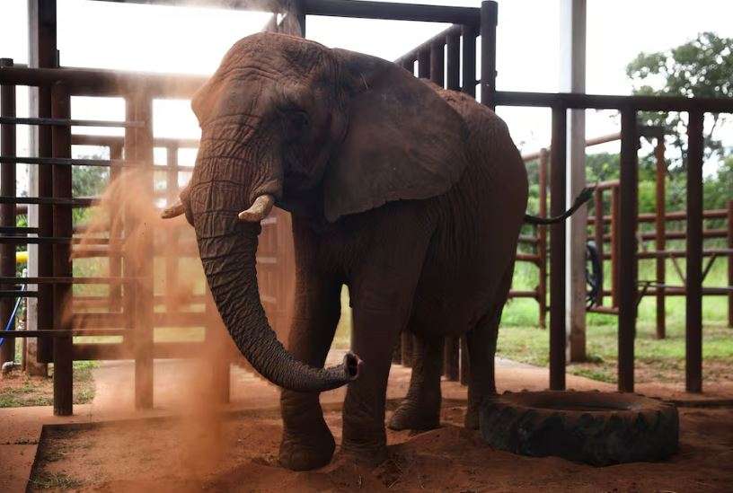Llega Pupy la última elefanta cautiva a Brasil para vivir en libertad