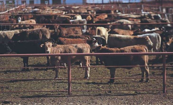 Gasta México 165 mdp para erradicar el gusano barrenador 