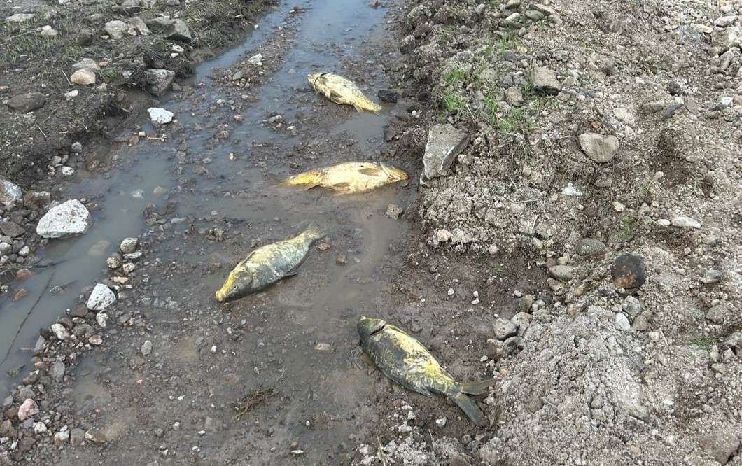 Mueren peces y fauna silvestre por destrucción de presones en El Saucito