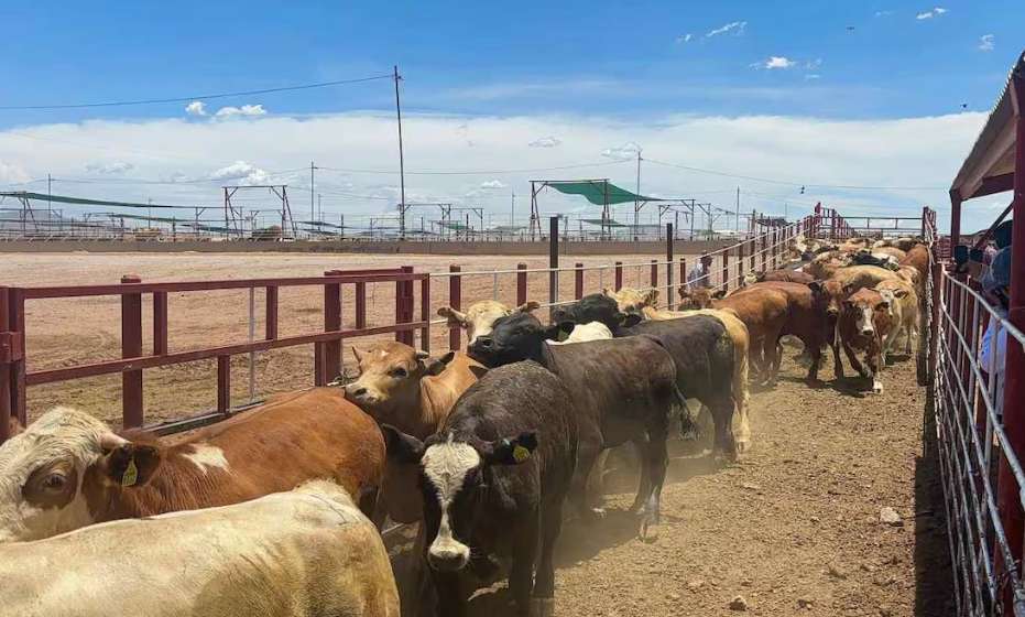 Reabren frontera y cruzan por Sonora las primeras 900 cabezas