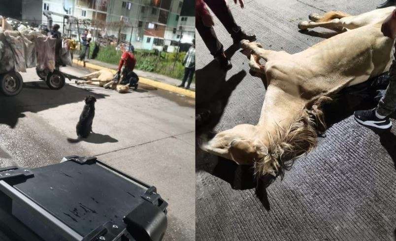 Muere caballo en la calle por jalar carreta de basura