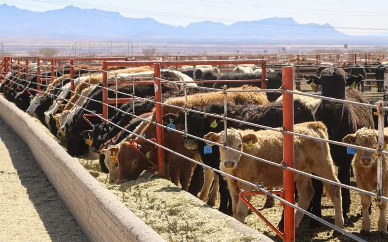 Continúa Estado con blindaje contra el gusano barrenador
