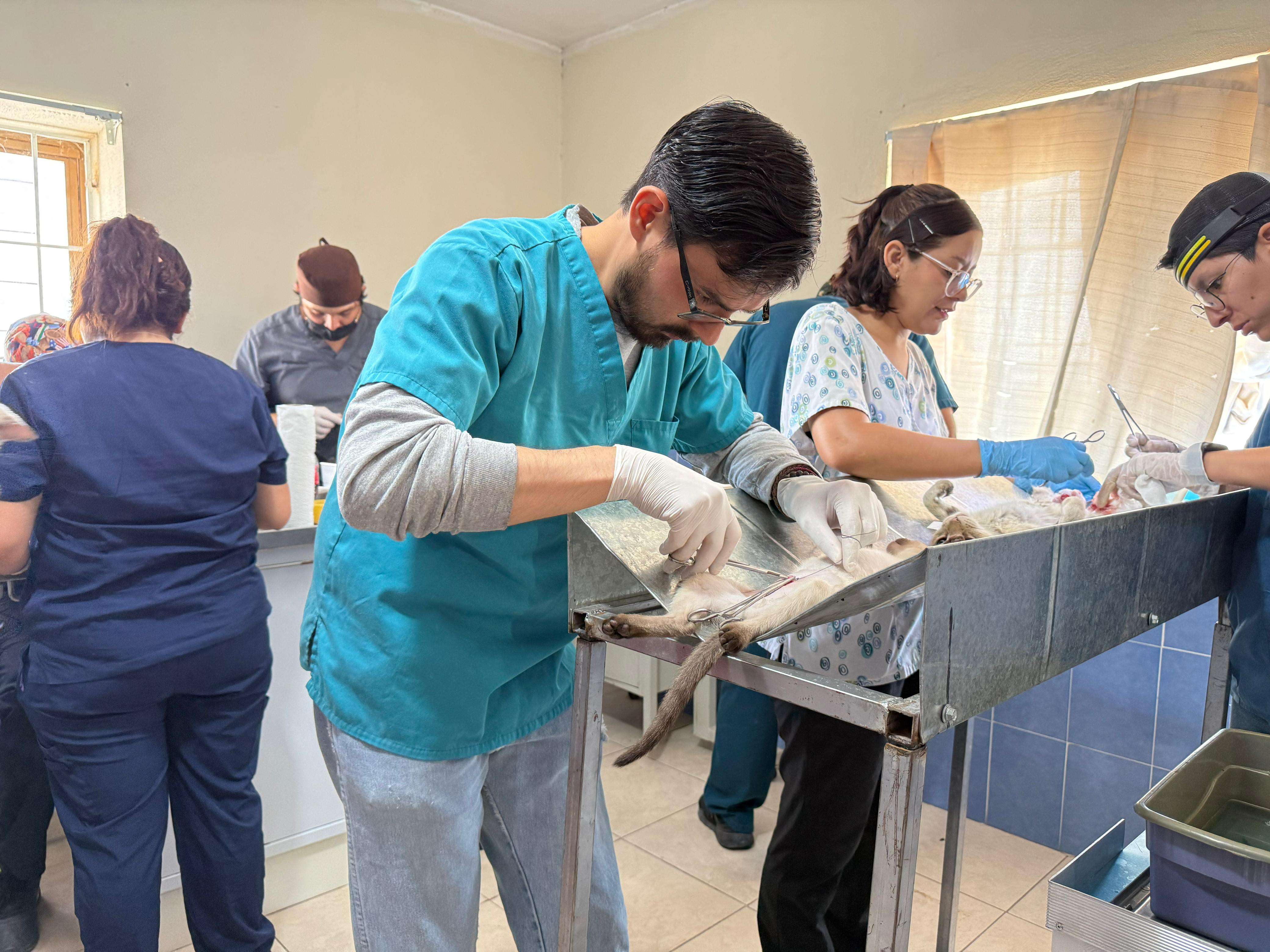 Esterilizan a más de 100 gatos en Delicias con proyecto Miauu