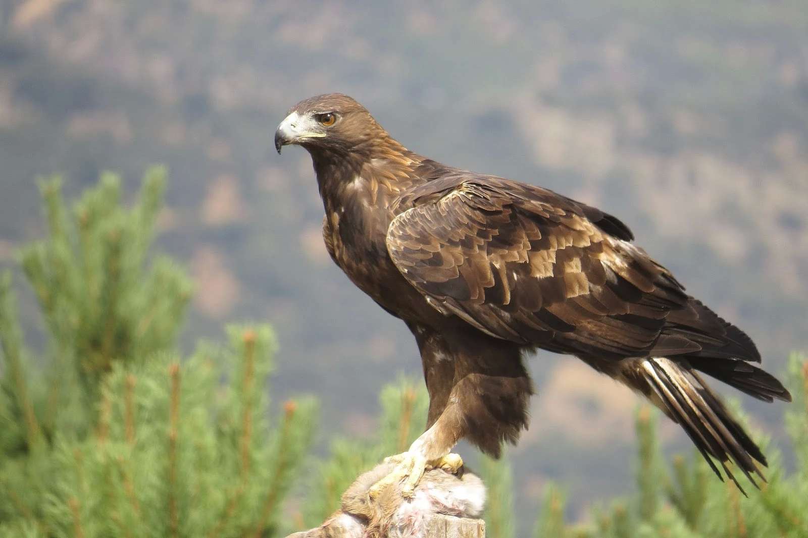 Es Chihuahua refugio del águila real; símbolo nacional en peligro de extinción