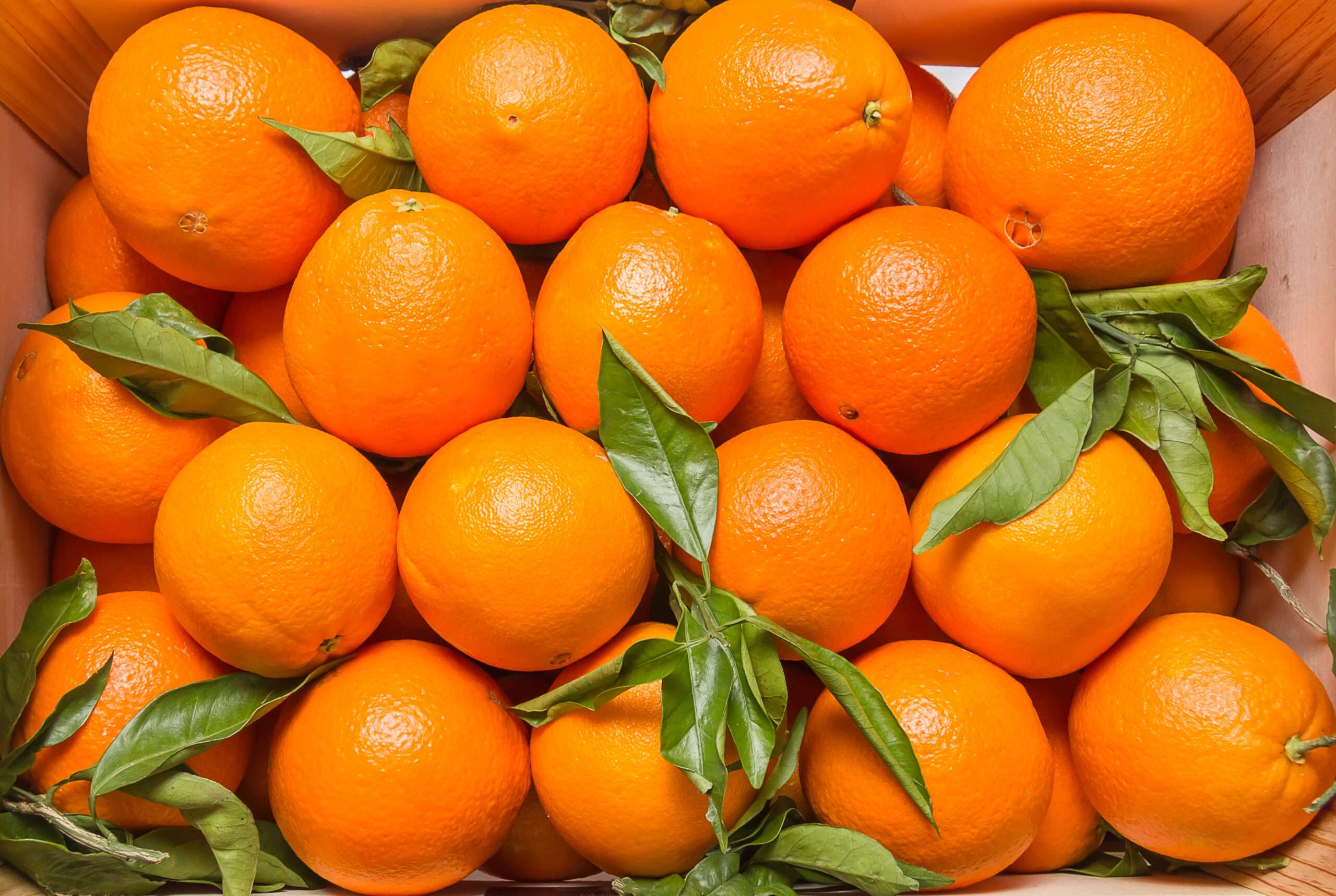 Superan 5 mil mdp las pérdidas de cultivo de naranja en México 