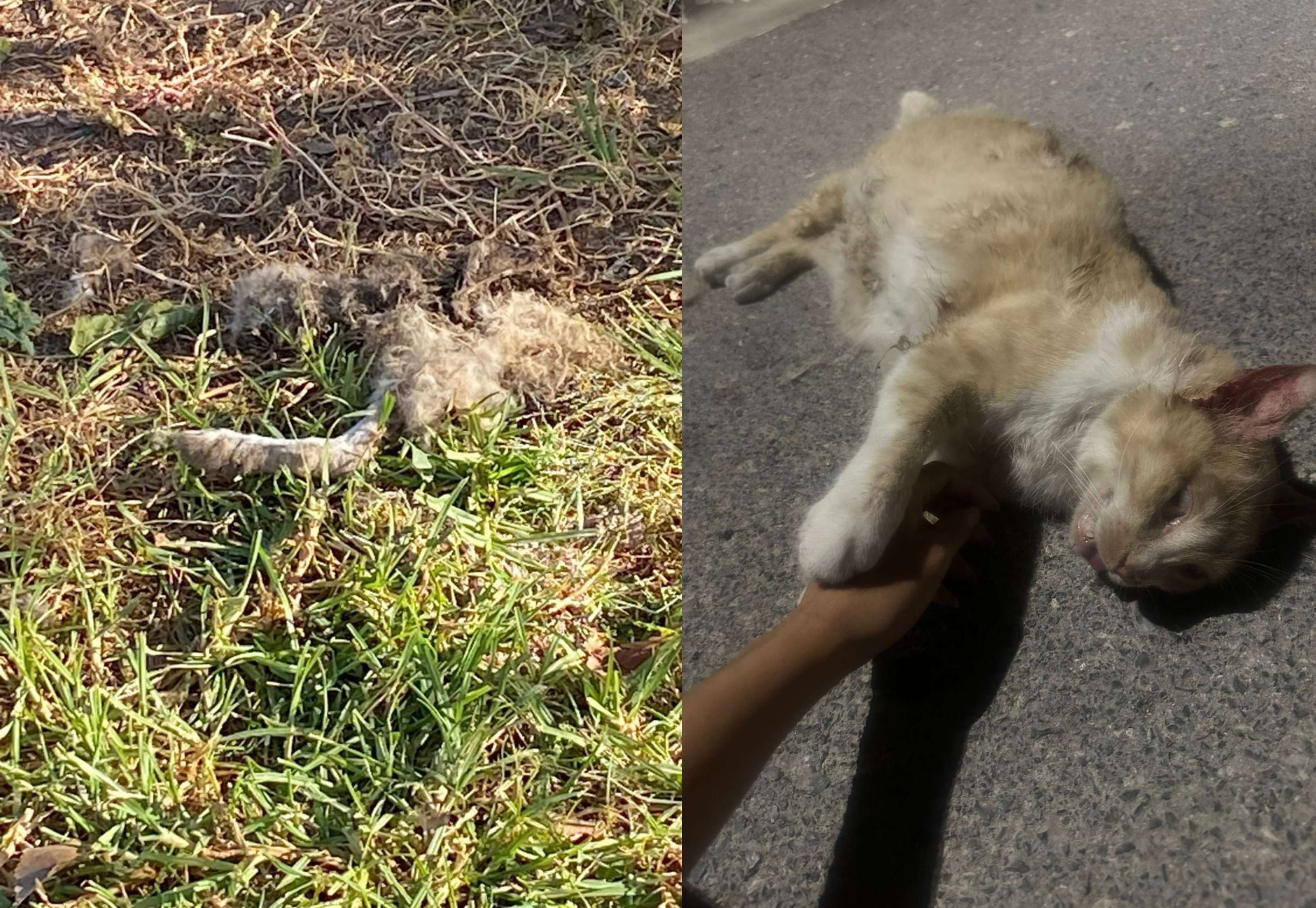 Urgen auxilio más vecinos para capturar a jauría de perros 