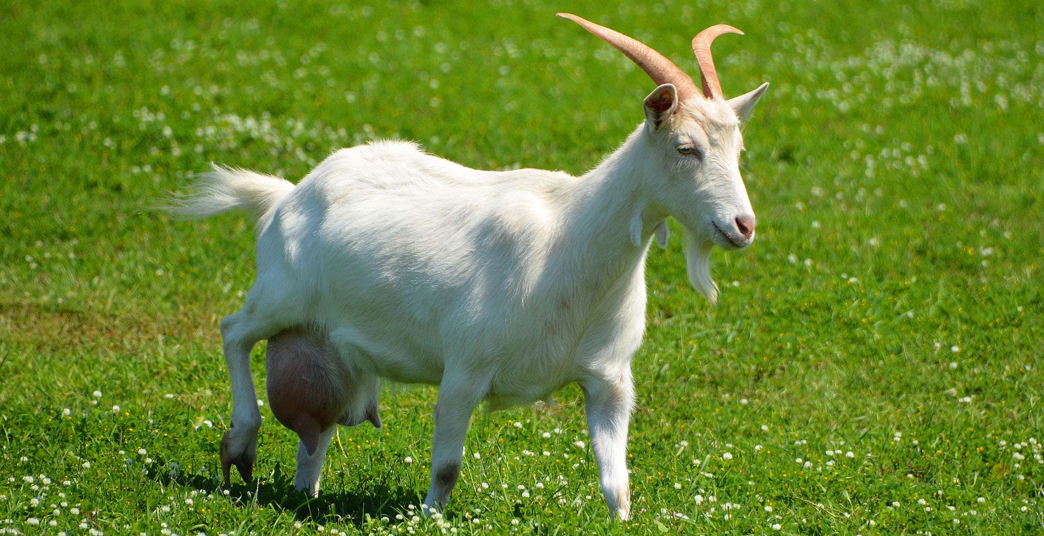 Detectan primer caso de gusano barrenador en una cabra en Edomex