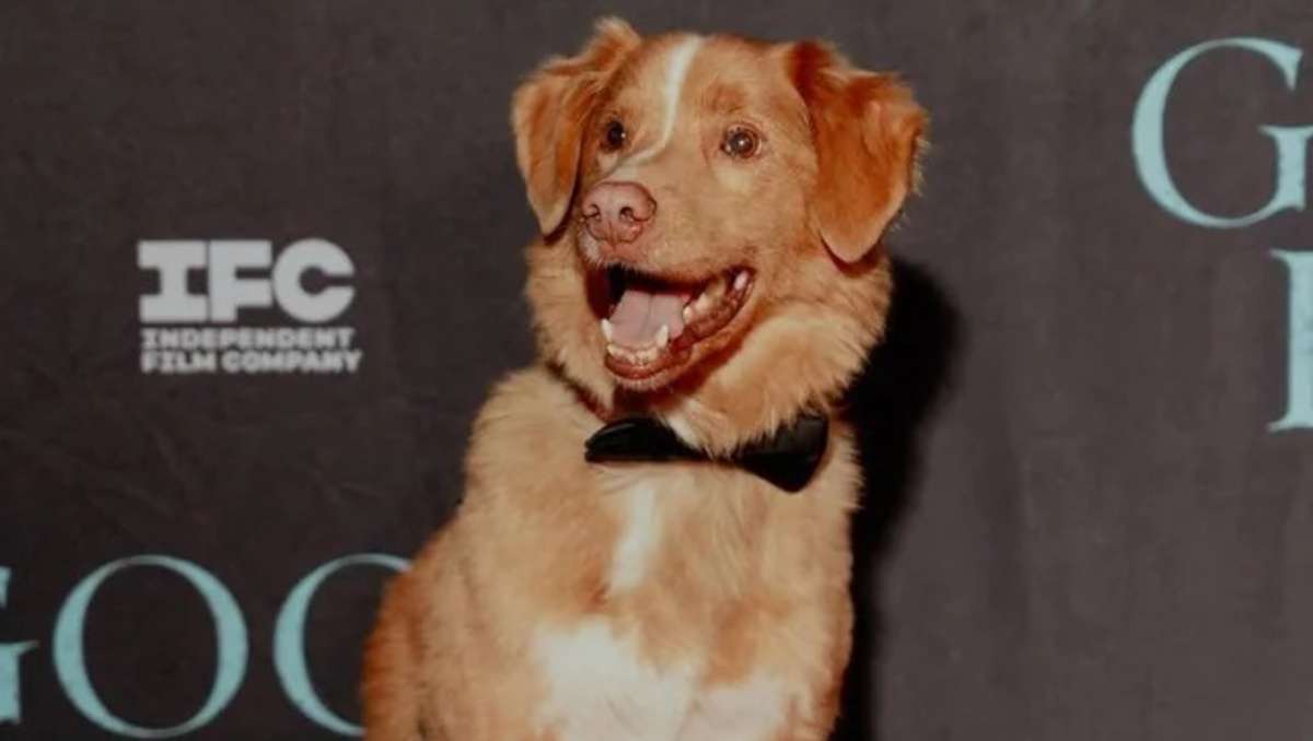 Recibe perro premio a mejor actor y vence a estrellas de Hollywood