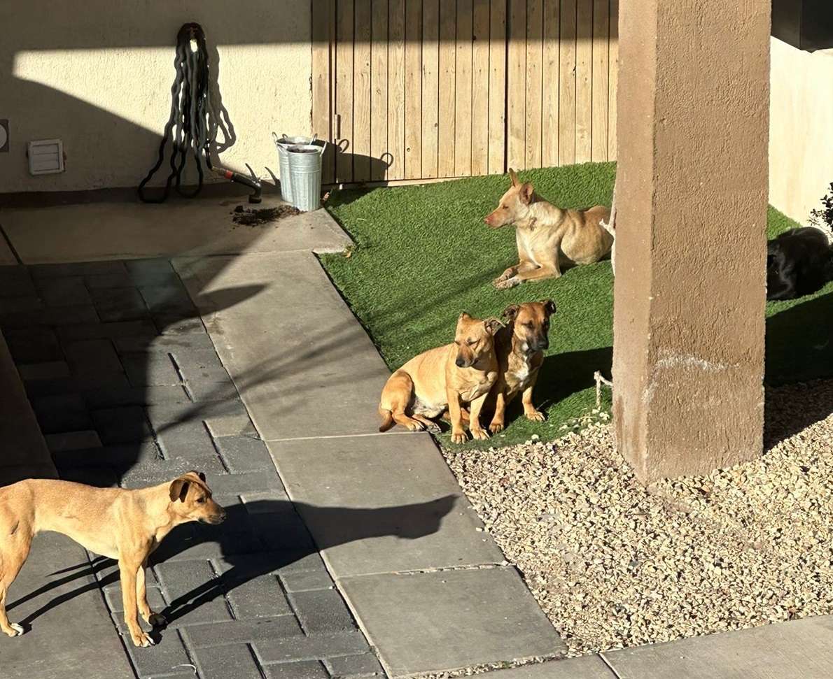 Alertan vecinos por jauría peligrosa en Caminos del Valle