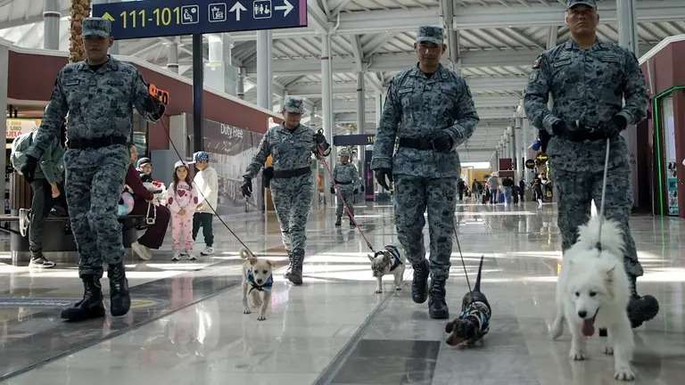 Brindan apoyo emocional los perritos del Aifa