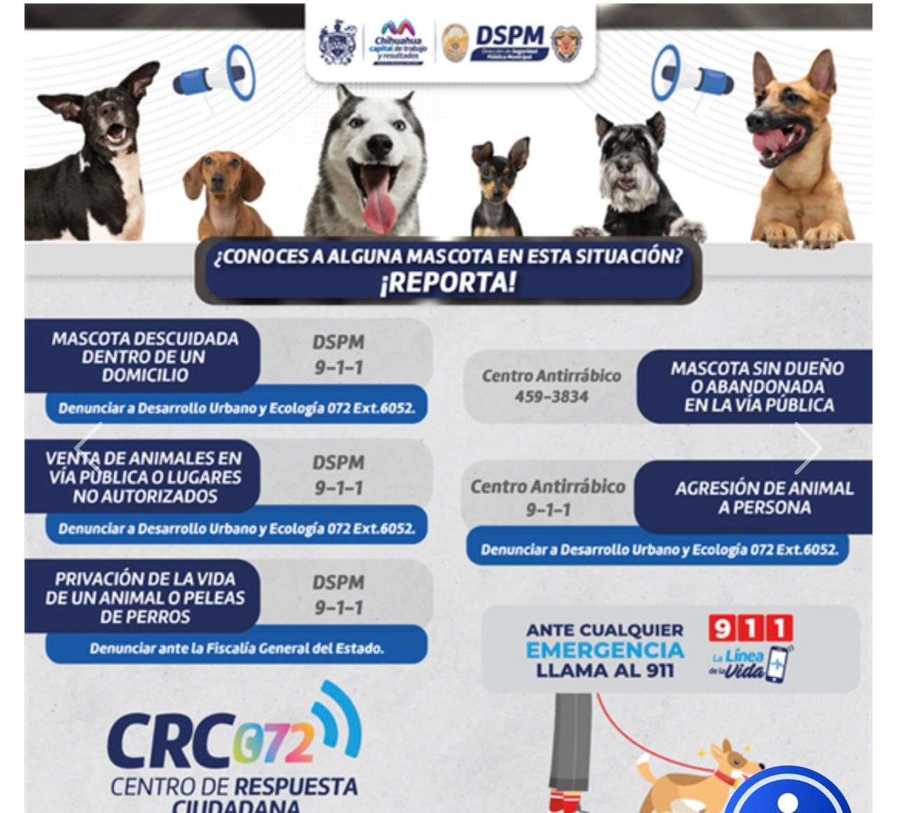 Alertan por jauría de perros en el fraccionamiento Valdivia 2