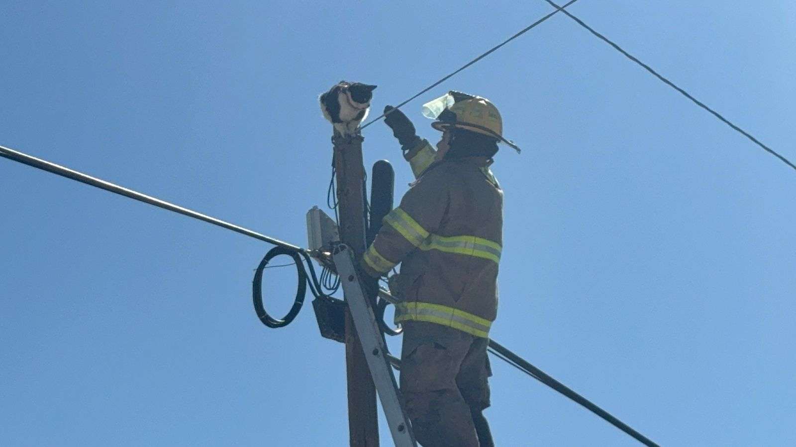 Rescatan a gatito atrapado en poste en Altavista