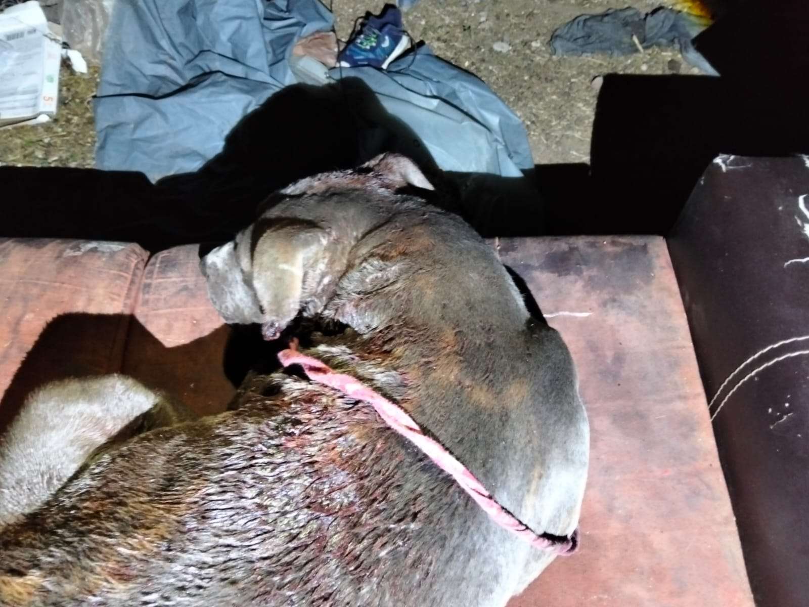 Denuncian vecinos maltrato de un pitbull en Cuauhtémoc
