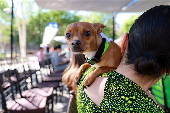 Lanzan convocatoria de licitación para construcción de Centro de Bienestar Animal