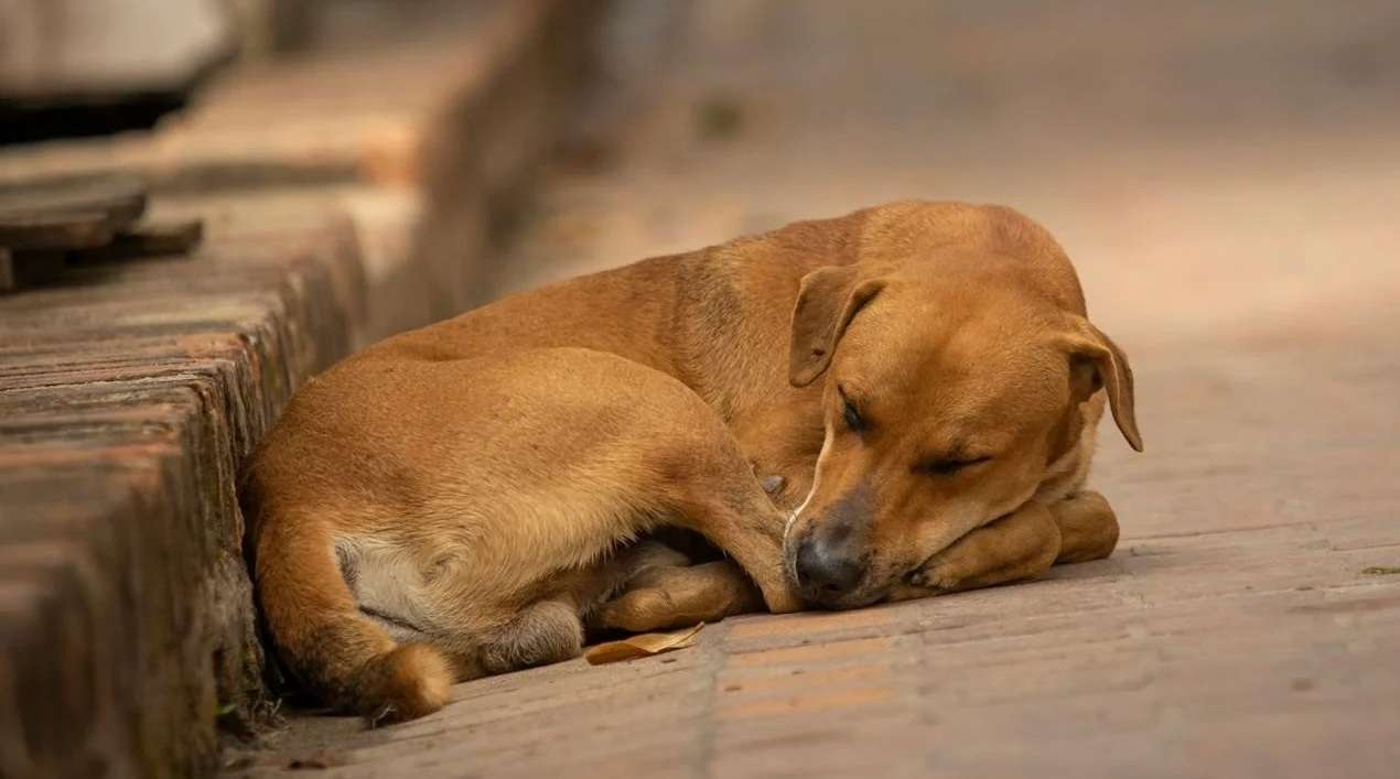 Declaran raza nacional al Caramelo, el perrito amarillo