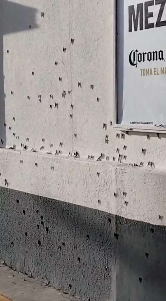 Plaga de chapulines se extiende en la ciudad 
