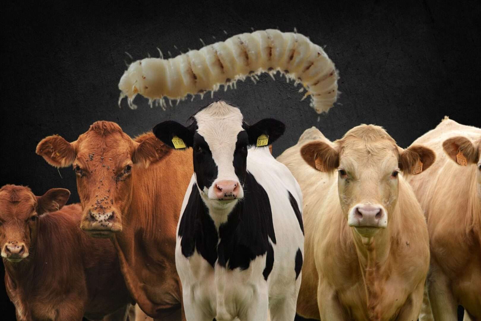 Confirma Usda el primer caso de gusano barrenador en Texas
