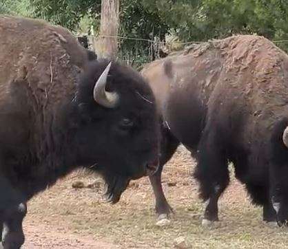 Sorprenden bisontes a conductores en la carretera a Juárez