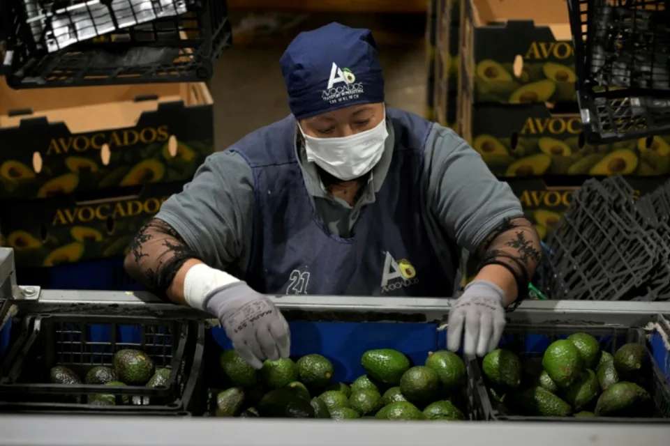 Suspende Estados Unidos importaciones de aguacate por violencia en México
