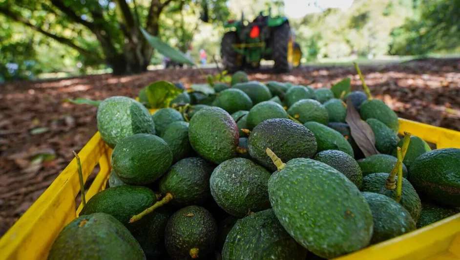 Reanuda EU parcialmente comercio de aguacate en Michoacán 