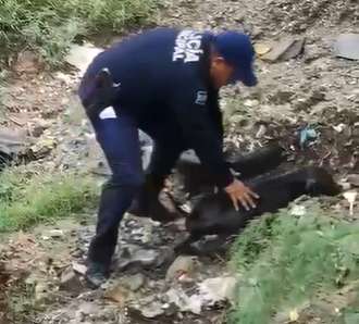 Rescatan a perro arrastrado por las lluvias
